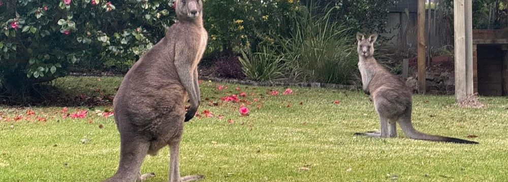  Jervis Bay Realty Holidays: Blenheim Beach Blue Jervis Bay accommodation in Vincentia