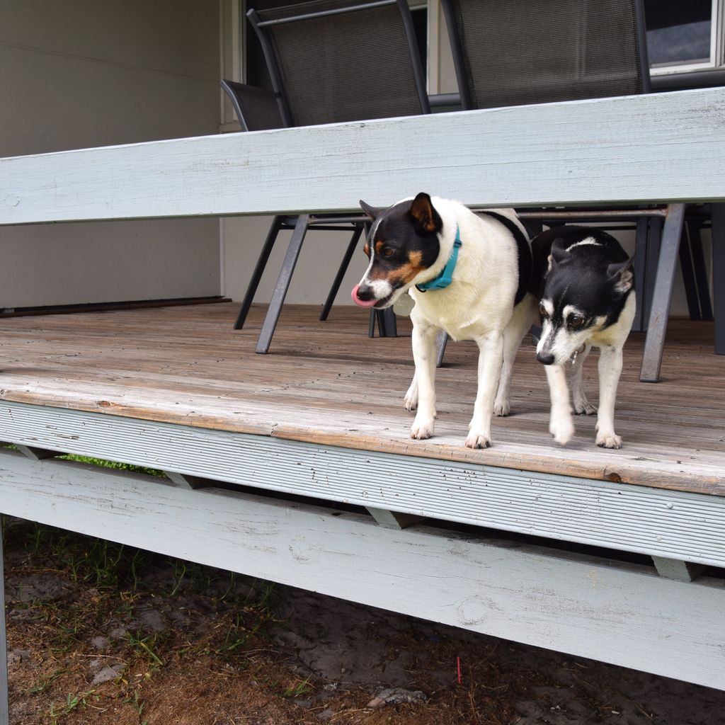 Pet friendly property.