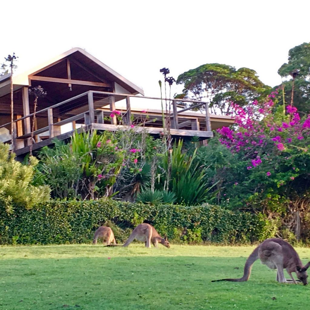 Kangaroos on the property at sunset.