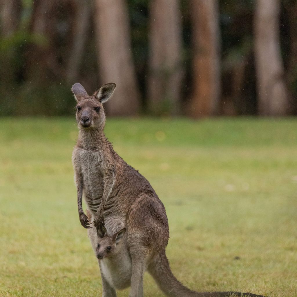 Kangaroo.