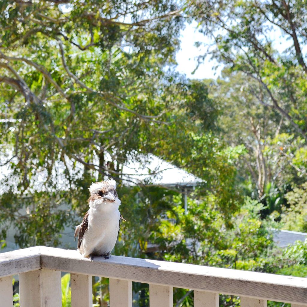 Kookaburra on the balcony.