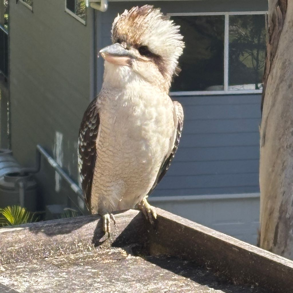 Friendly local comes to visit.