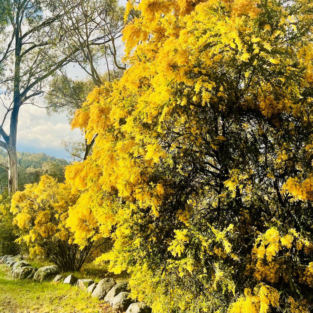 Mountain Zen – 94 Chongs Road