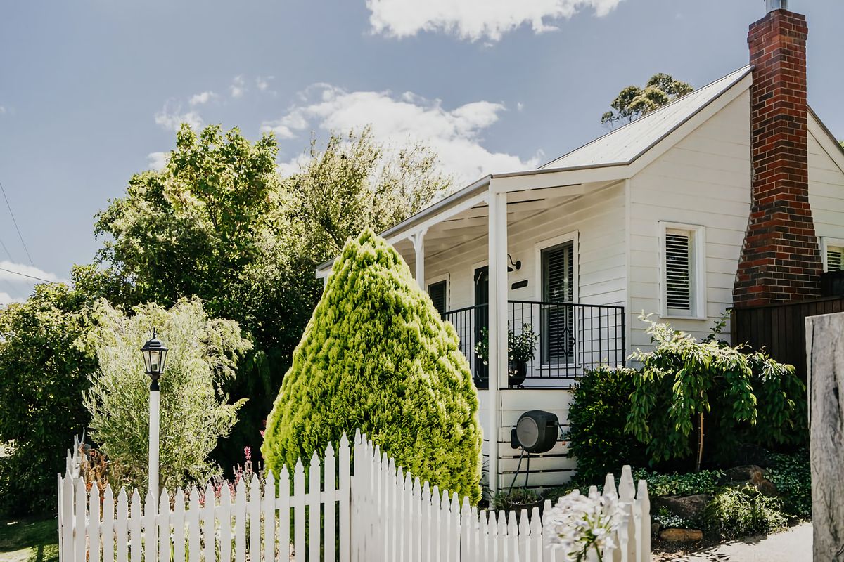 Candlebark