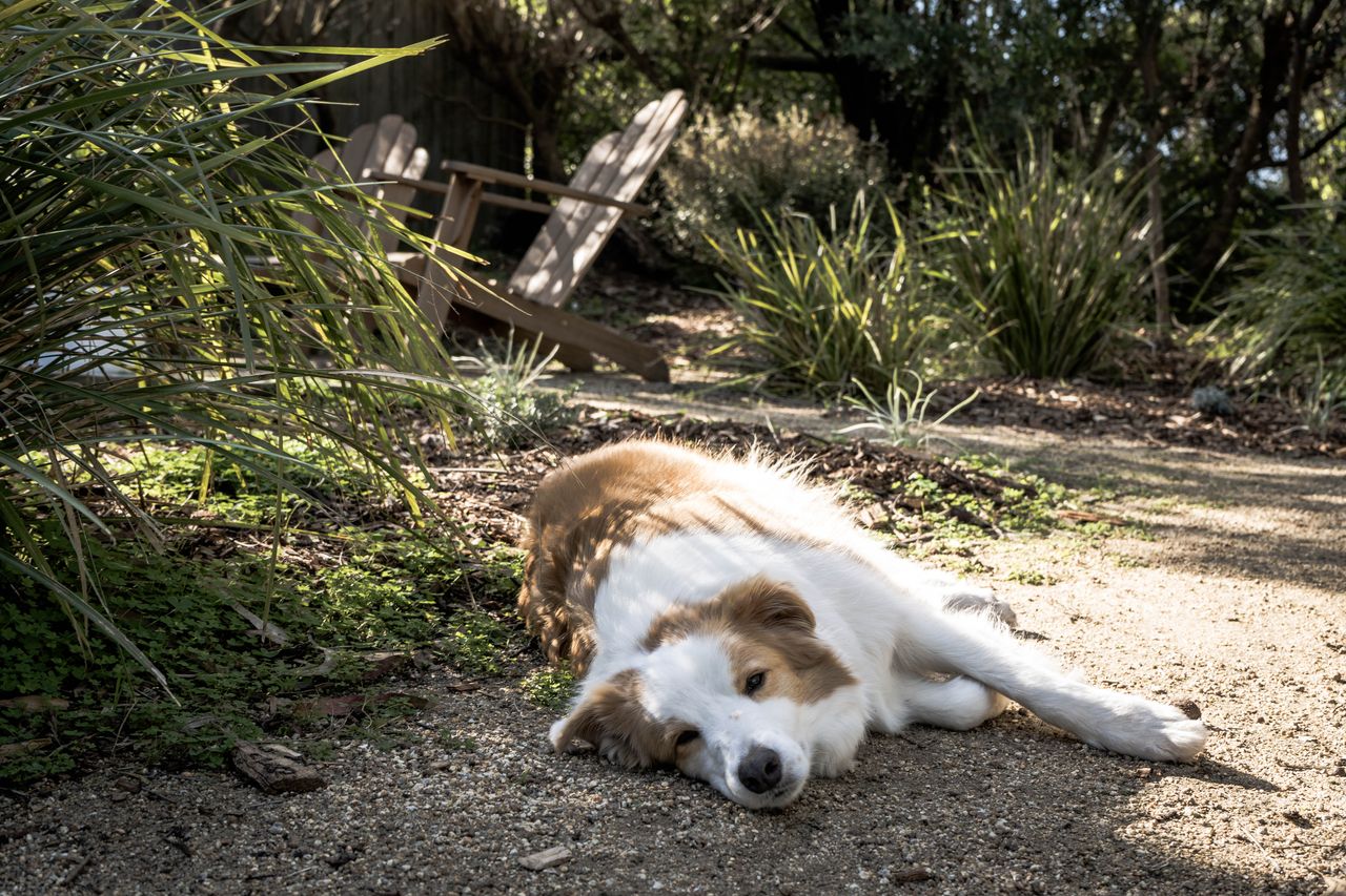 The Bass Vista Photo 33