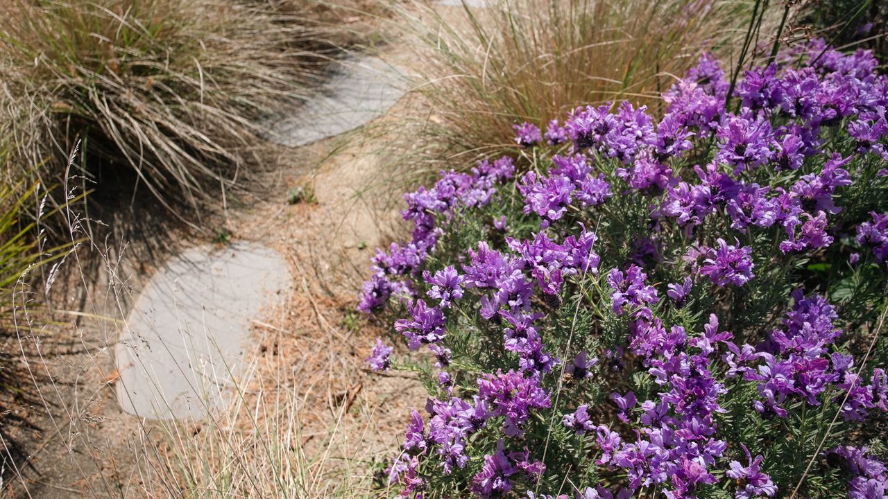 Salt Bush Cottage Photo 17