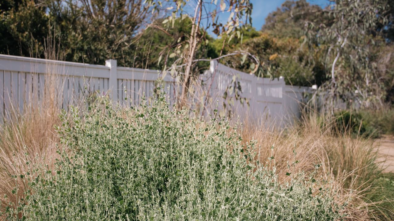 Salt Bush Cottage Photo 18