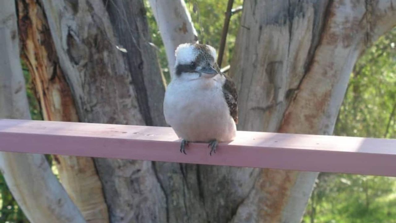 Kookaburra Dreaming by Book Jervis Bay – Only 400m from the beach