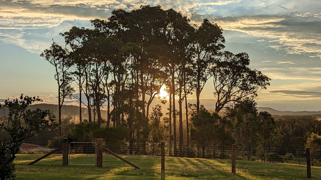 Sunrise Tree View