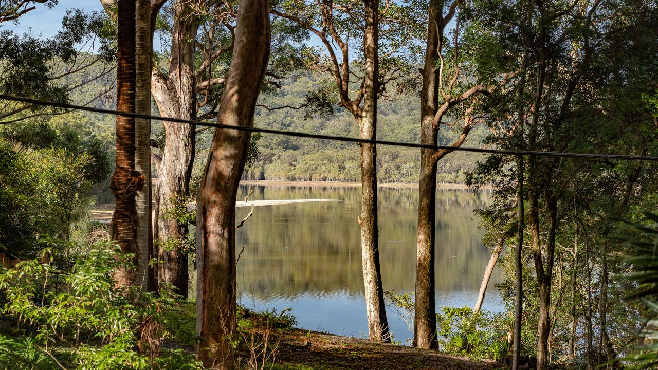 Forest and Lake View