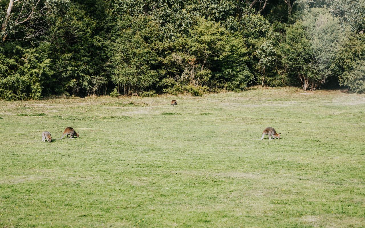 Alkina Lodge Mira