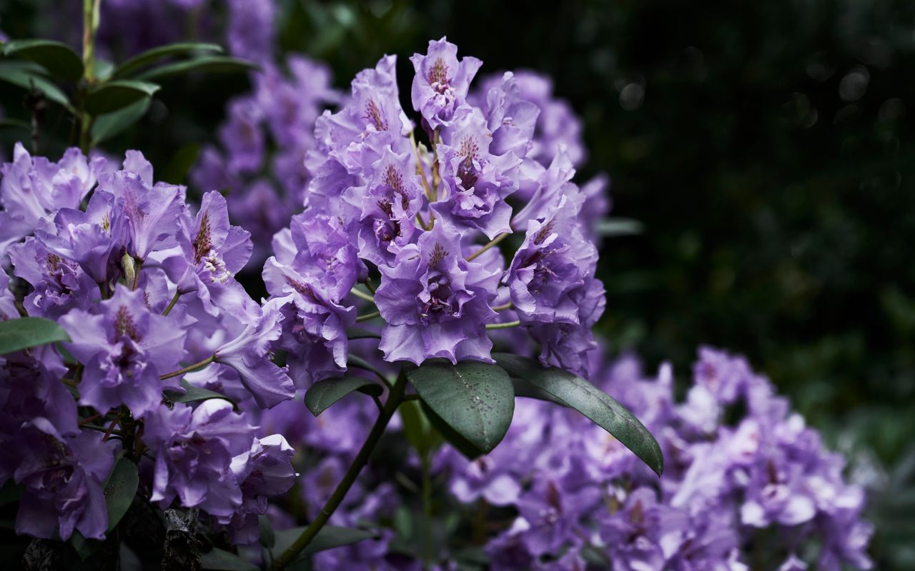 The Church at Lyonville