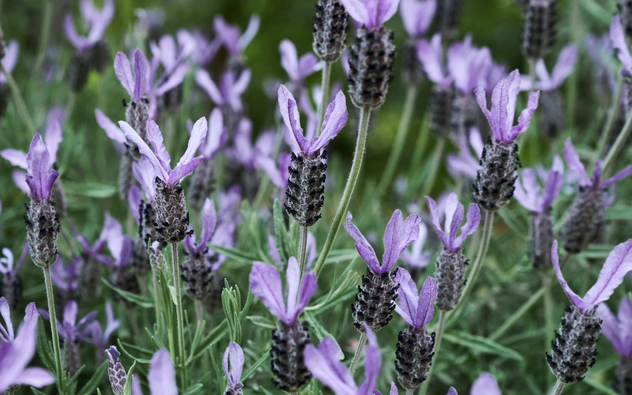 The Church at Lyonville