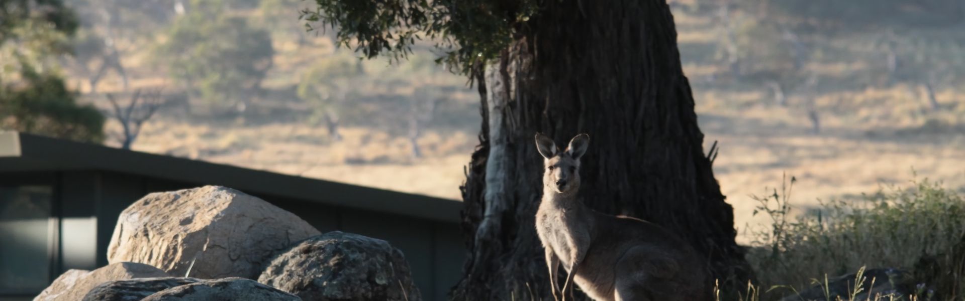 Ecocrackenback Chalet 9