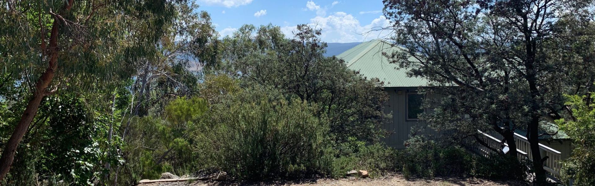 Snowgums on the Lake