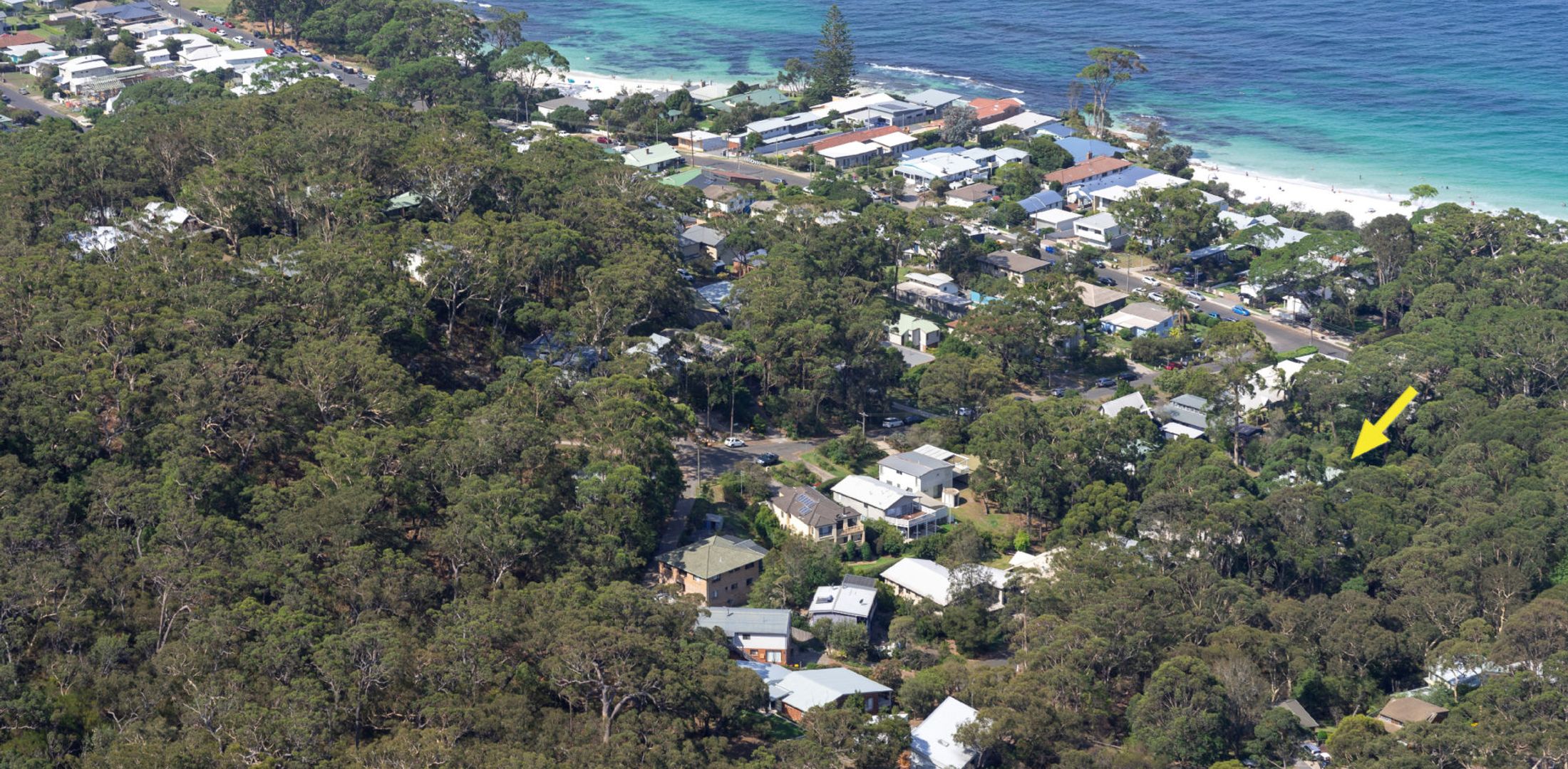 Black Wattle at Hyams Beach