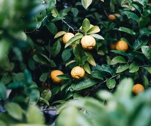 Lemon Tree Cottage, Kangaroo Valley