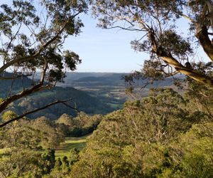 Ribbonwood, Kangaroo Valley