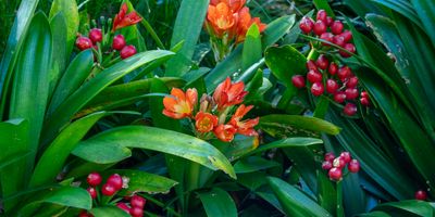   Flametrees