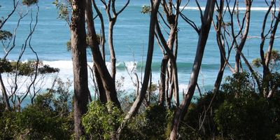   Nautilus in North Bendalong