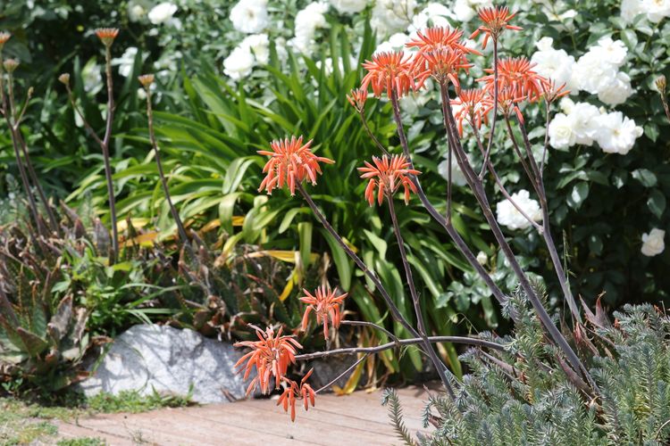 Spring Creek Cottage