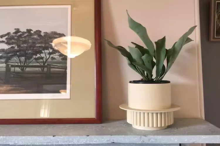 The Beechworth Conservatory