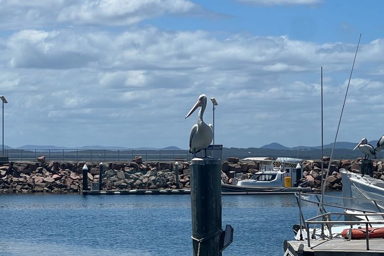 Foreshore Paradise Nelson Bay