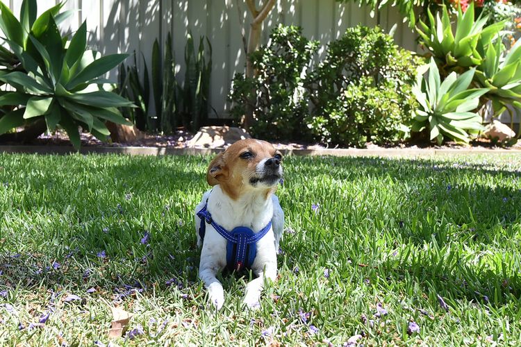 The Jacaranda – Pet Friendly, Air-Con, Wifi, Boat Parking, Large backyard