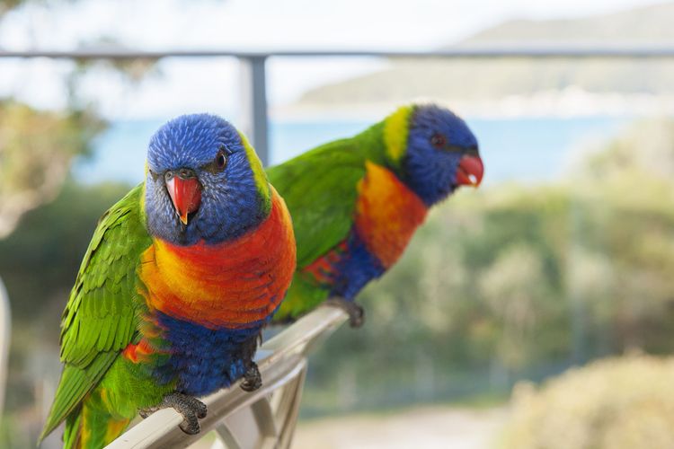 Shoal Bay Sunrise 2 BDR Waterfront Apartment