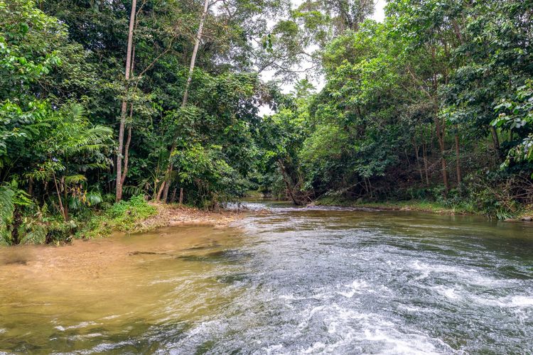 The Daintree Treehouse