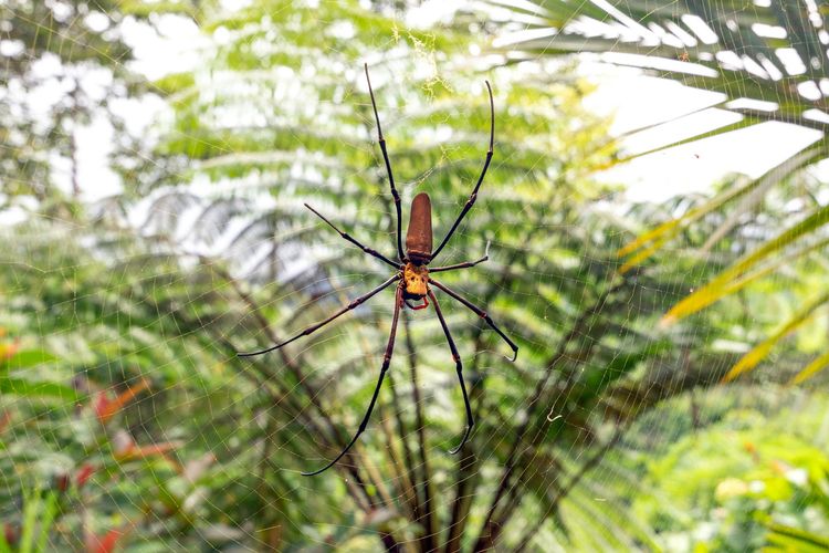 The Daintree Treehouse
