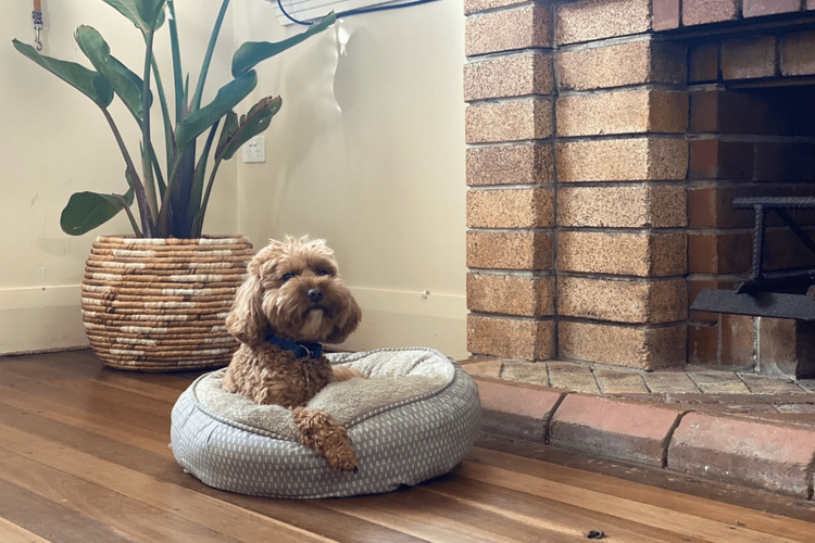 Wattleseed – 4 Wattle Street
