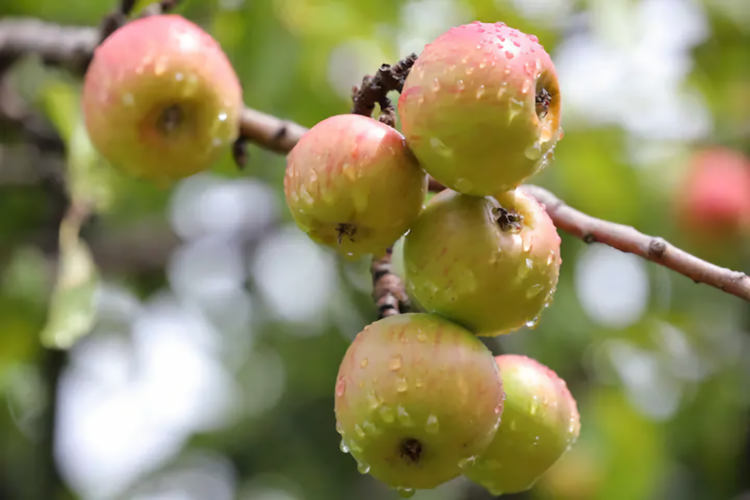 Poet s House 6br fabulous character WOW views