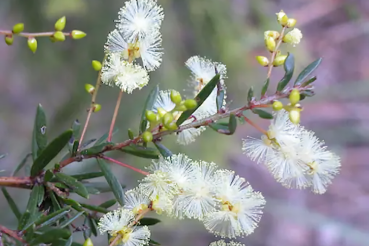 Poet s House 6br fabulous character WOW views