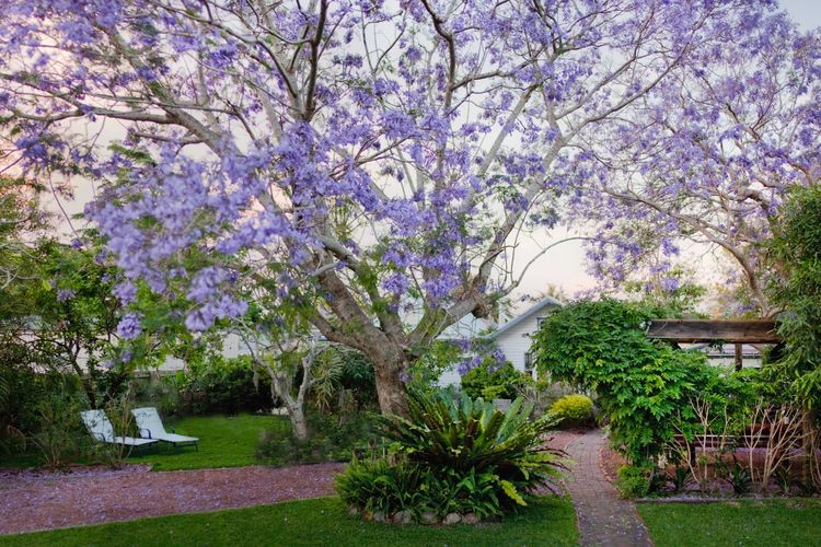 Witt’s Oasis | Two traditional Tea Gardens cottages
