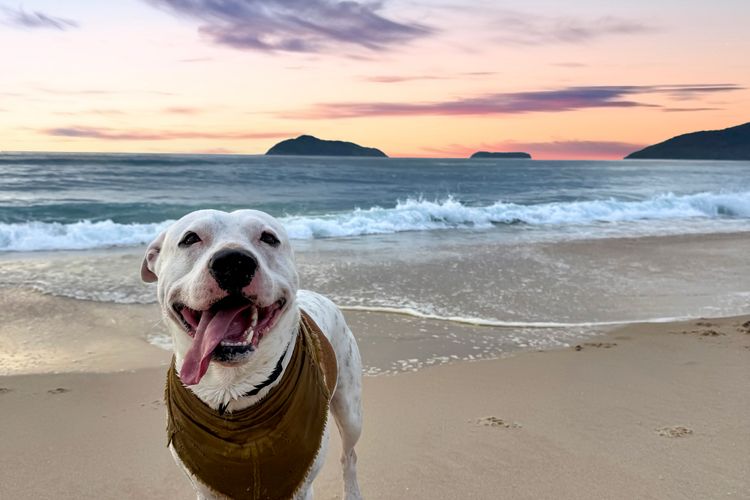 Lovely Pet Friendly Beach House
