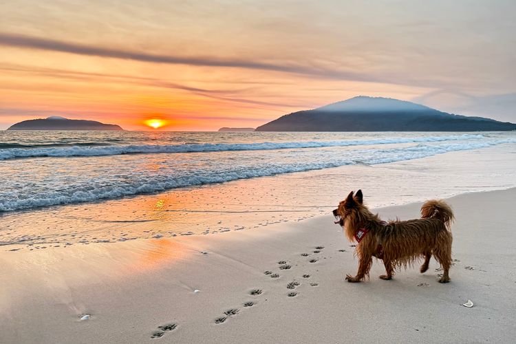 Gumbeachy – Pet Friendly – Free Wi-Fi