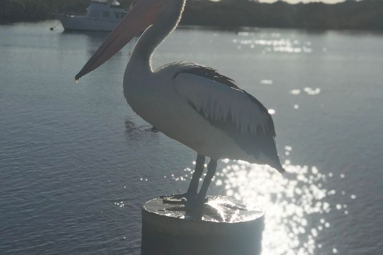 Myall River Magic