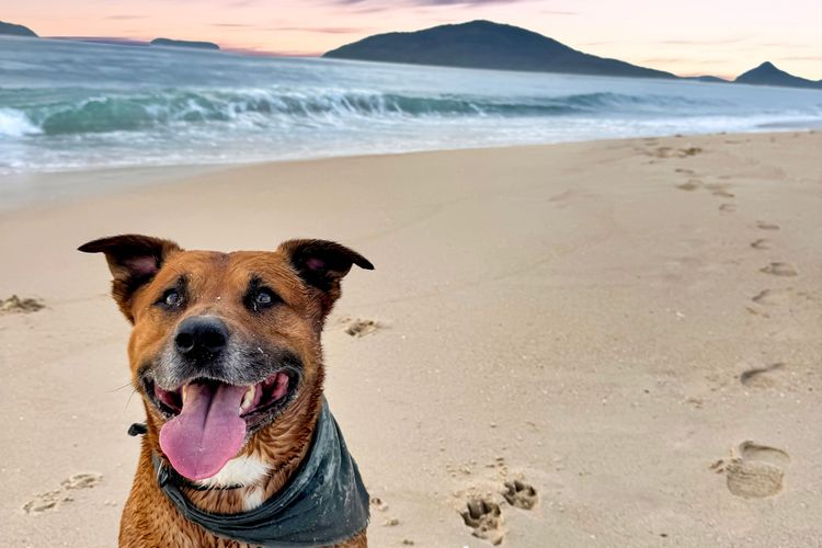 Jade Gardens – Pet Friendly