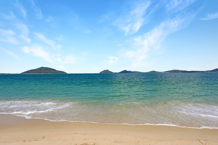 Vitamin Sea – Pet Friendly