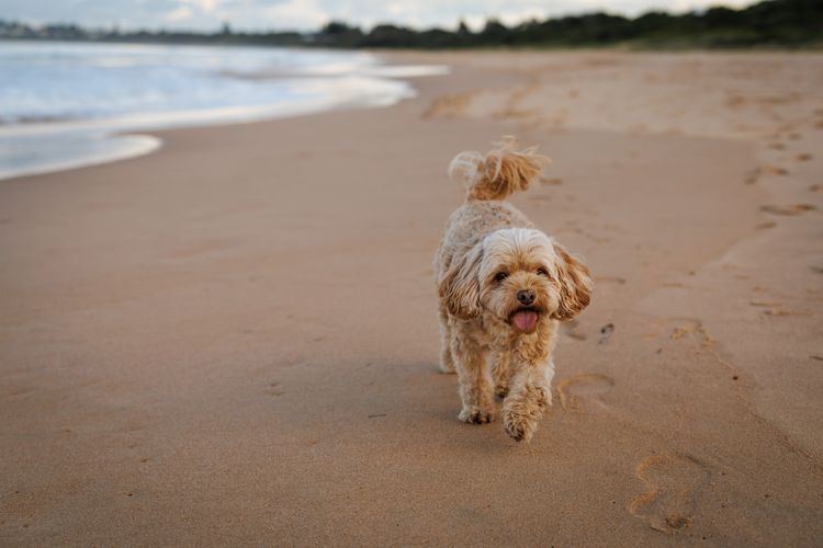 Amazing beach only a few minutes walk away, Easy access to an amazing surf beach for surfing