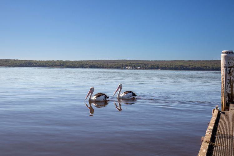 Serendipity Stays Jervis Bay – 5 Mins Walk to Beach