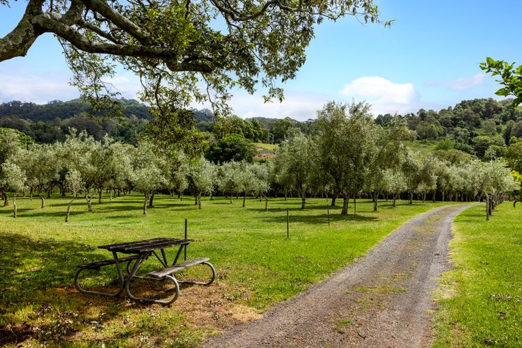 Olive Grove – Pet Friendly with Fireplace
