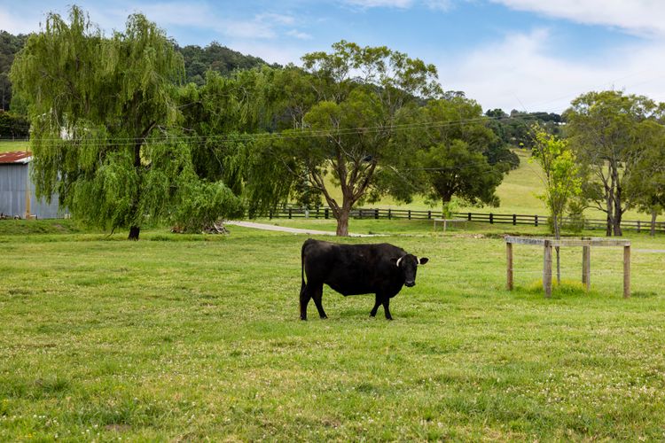 Olive Grove – Pet Friendly with Fireplace