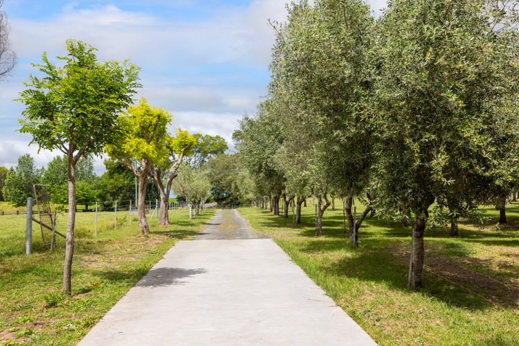 Olive Grove – Pet Friendly with Fireplace