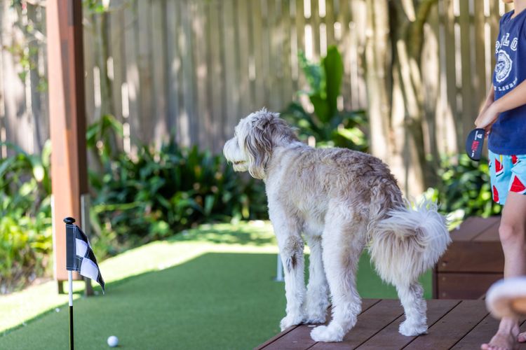 Surfspray – Pet Friendly – Absolute Beachfront
