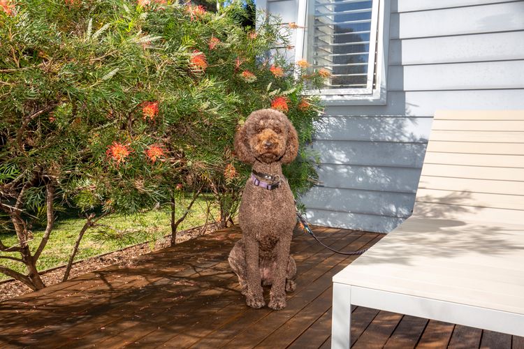 Sapphire Sands – Pet Friendly – Community Pool