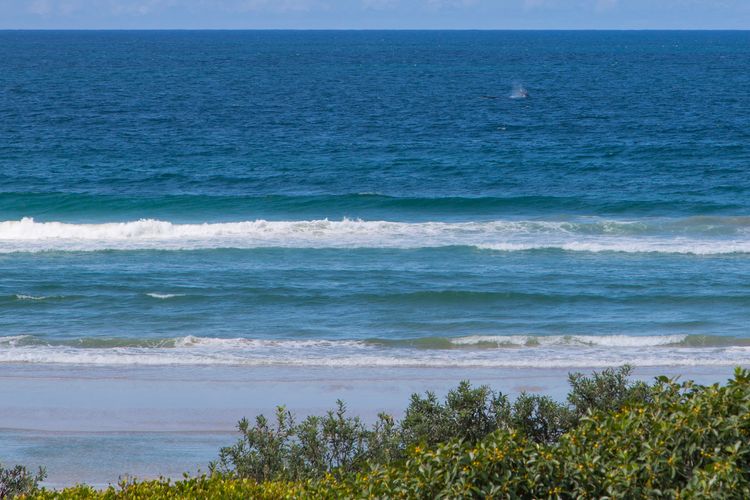 Shoreline 6 with Ocean Views To See The Whales