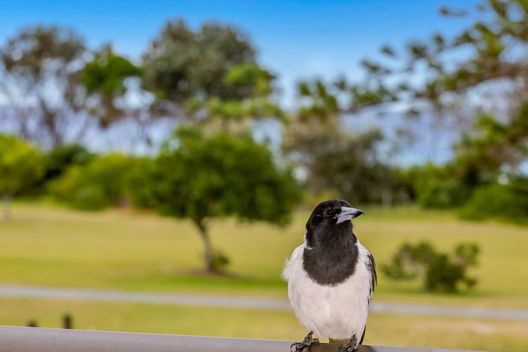 Sunrise by the Sea 1 – Oceanview Apartment