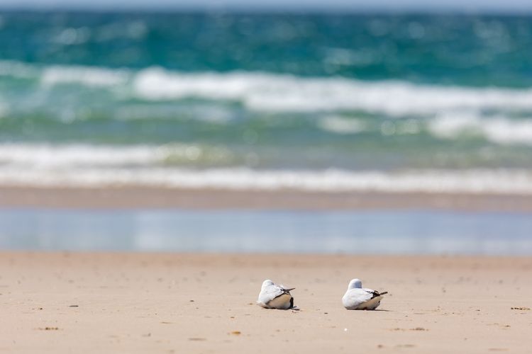 Classic Beach House on Surfside – Pet Friendly